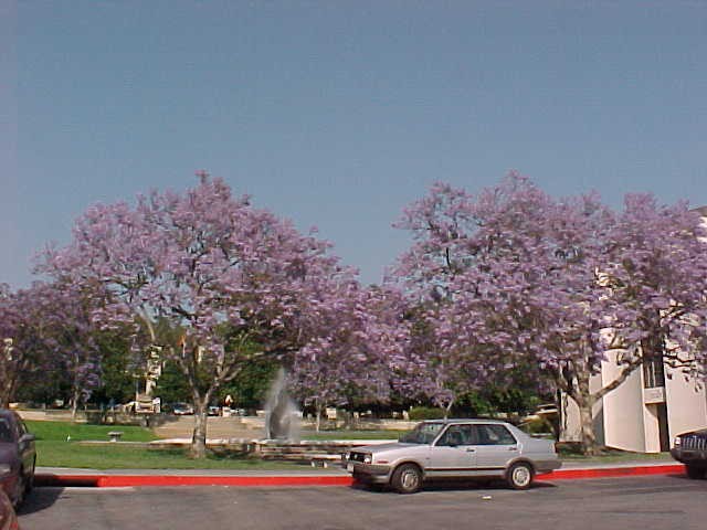 Main campus entrance, with jacaranda trees