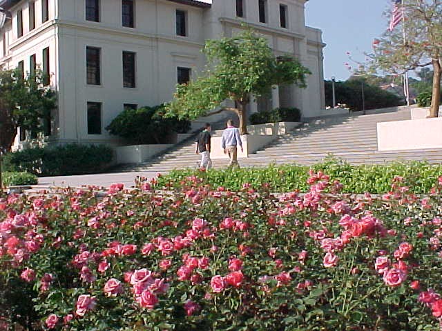 Roses below the stairs to Johnson