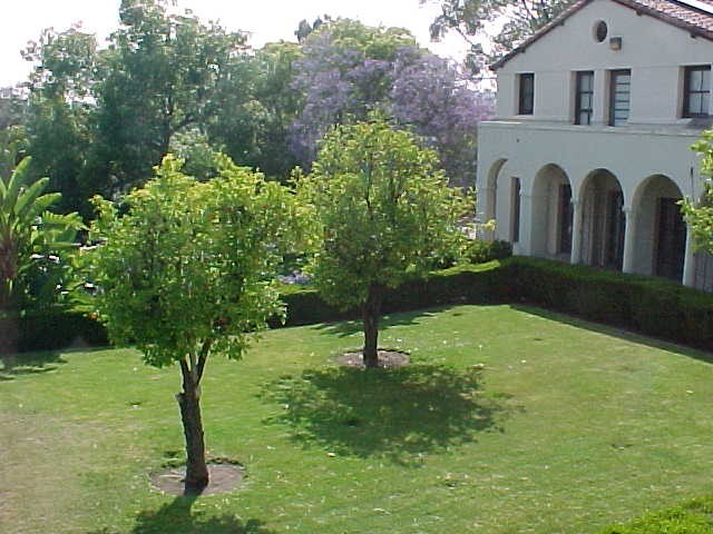 Orange trees on Haines front lawn