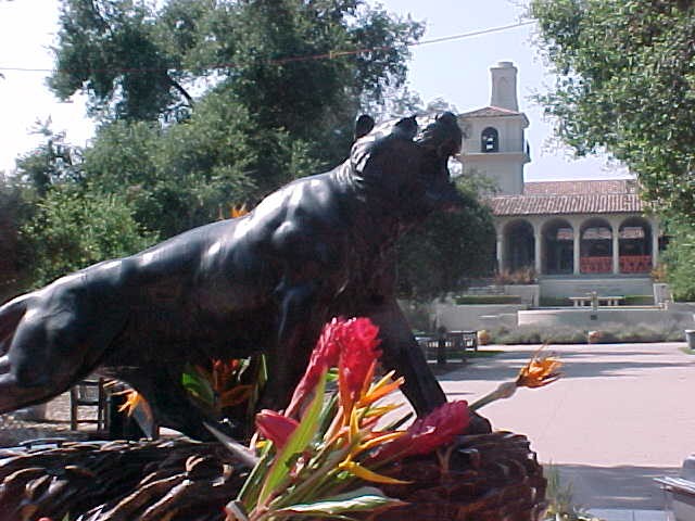 Oxy tiger with union in background