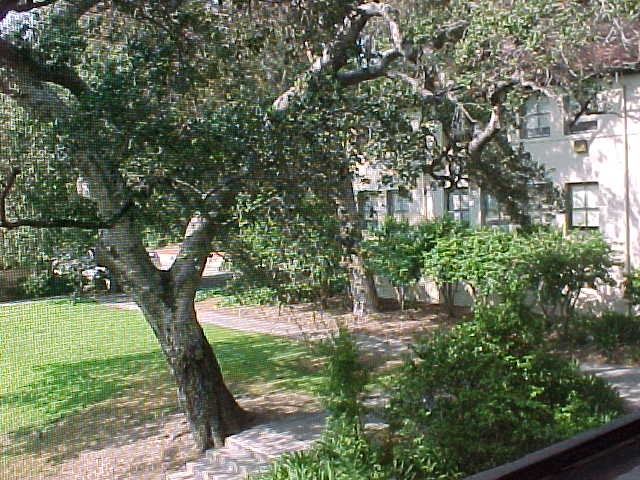 Tree outside window of Haines 107