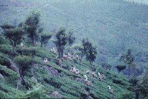 Kandy, plantations de th