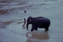 Kandy, la toilette des lphants