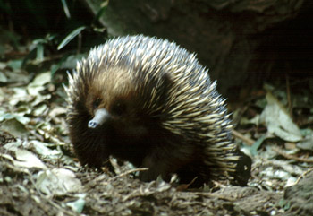 Echidna