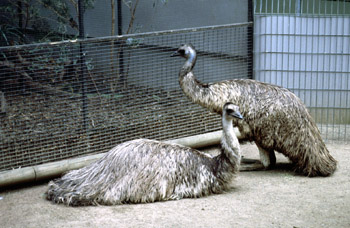 Emu