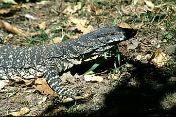 Goanna