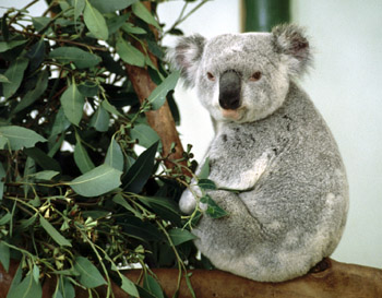 Koala