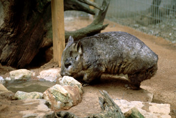 Wombat