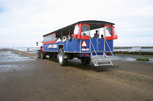 Mandø-Bussen auf dem Ebbevej