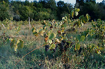 abandonedvines