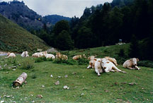 basquecowsinpyrenees