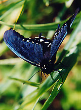 bluebutterfly