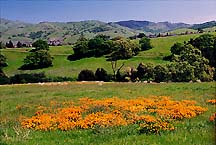 mtdiablopoppies2