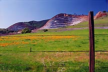 mtdiablopoppies3