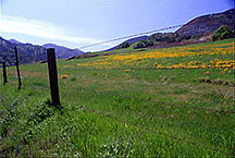 mtdiablopoppies4