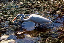 egret1c41