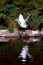 egret1e6