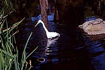 egret3e6