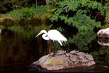 egret4e6