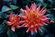 feasdahlias