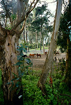 ggparkhorses