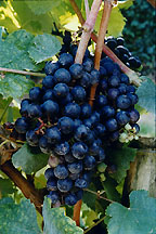 grappedetannat