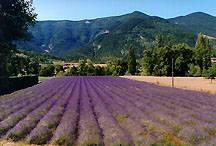 lavenderfield1