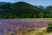 lavenderfield2