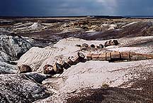 petrifiedfrstovrvw