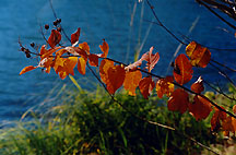 redorngleaves