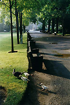 touljardinducks2