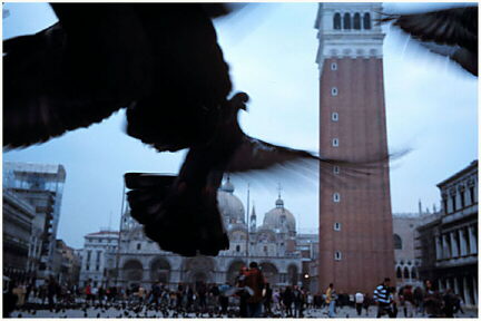 Birds At the Plaza