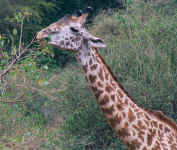 0060 Giraff 1.jpg (373562 bytes)