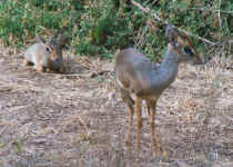 0140 Dikdik.jpg (320917 bytes)