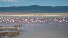 0415 Flamingo i Ngorogoro.jpg (336719 bytes)