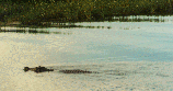 crocodile