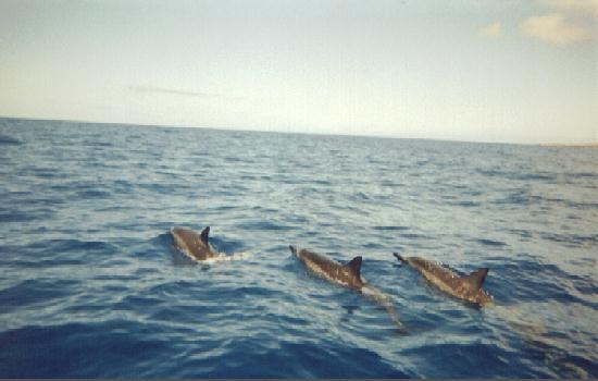 Dolphins on the west shore of Oahu, HI