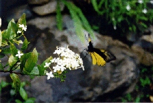 Butterfly At Poring Springs