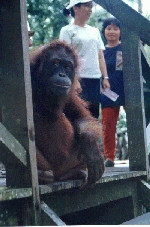 Orangutan Spectator