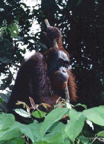 Orangutan