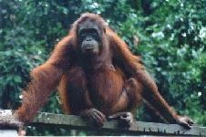 Orangutan