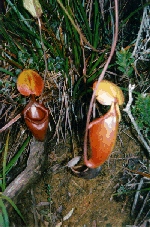 Pitcher Plant