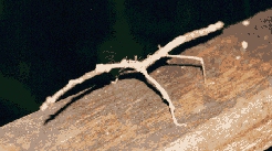 Stick Insect at Mulu