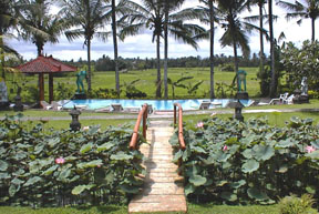 Rice field view from Hotel lobby