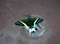 butterfly