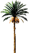 Palm Tree