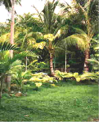 palmgarden.jpg (17691 bytes)