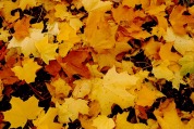 Leaves fallen