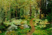 Forest 2