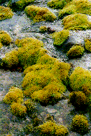 Stream & Moss